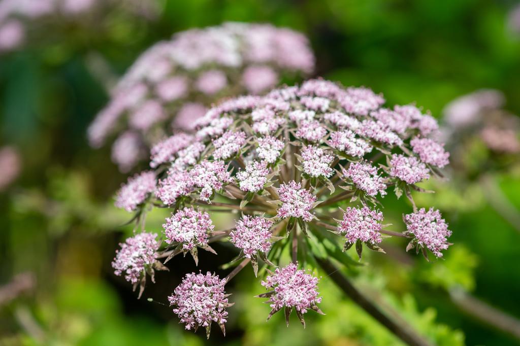 Chaerophyllum Flower seeds for Planting - Easy to Grow, Heirloom & GMO Free Seeds for Home Garden