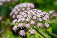 Chaerophyllum Flower seeds for Planting - Easy to Grow, Heirloom & GMO Free Seeds for Home Garden