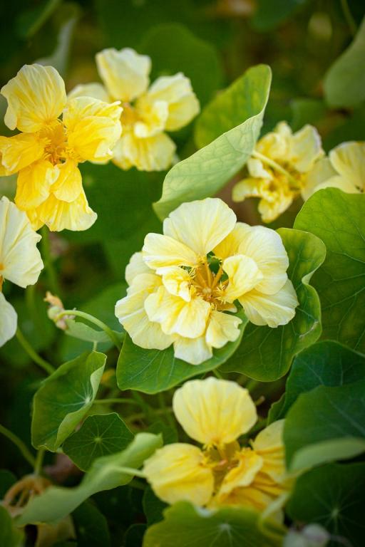 Cream Nasturtium Flower seeds for Planting Wildflower Mix Heirloom & GMO Free Seeds for Home Garden 
 
 Sale