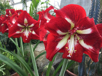 Red Amaryllis Barbados Flower Seeds for Planting Compact Growth Heirloom & GMO Free Seeds for Home Garden
 
 Sale