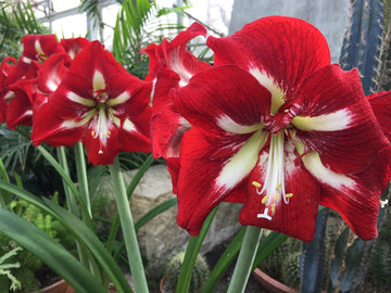 Red Amaryllis Barbados Flower Seeds for Planting Compact Growth Heirloom & GMO Free Seeds for Home Garden
 
 Sale