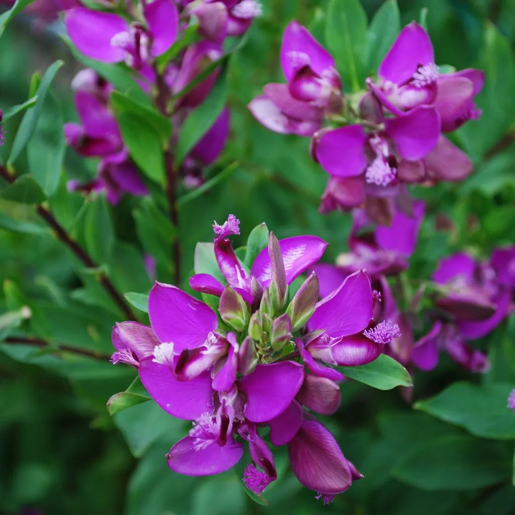 Polygala Myrtifolia Flower seeds for Planting - Hardy Variety, Heirloom & GMO Free Seeds for Home Garden