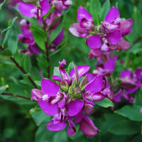 Polygala Myrtifolia Flower seeds for Planting - Hardy Variety, Heirloom & GMO Free Seeds for Home Garden