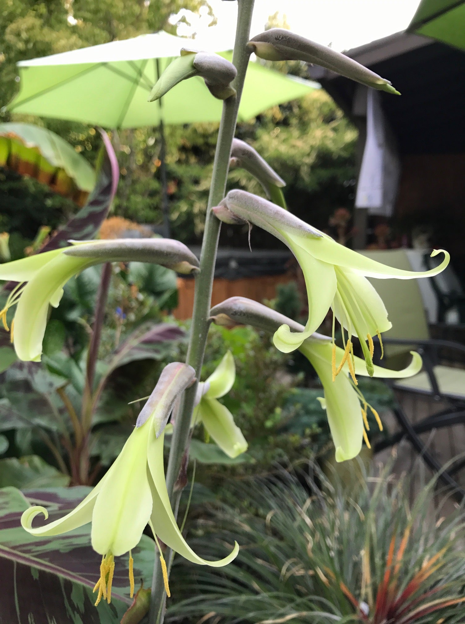 Yellow Puya Mirabilis Flower seeds for Planting - Fragrant Blossoms, Heirloom & GMO Free Seeds for Home Garden