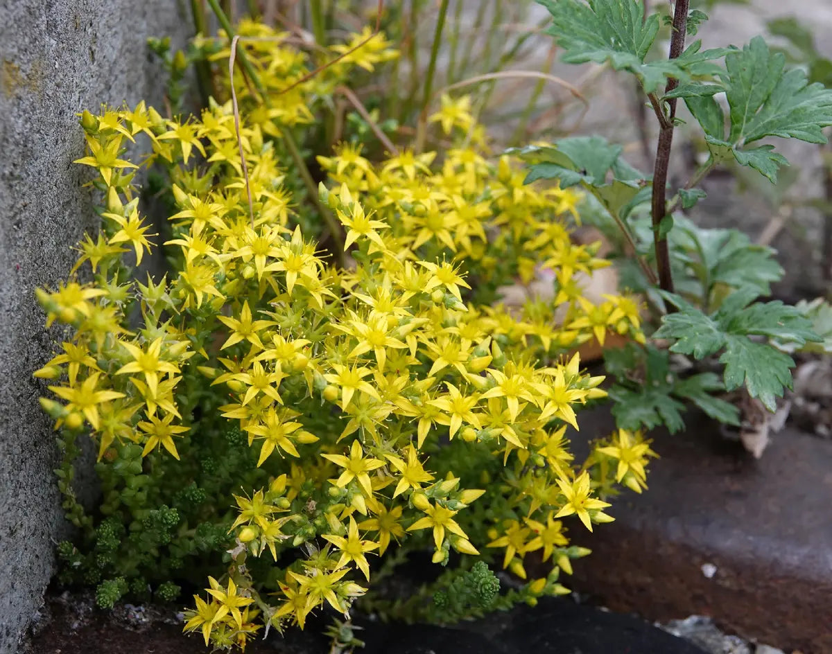 Yellow Moss Stonecrop Flower seeds for Planting Seasonal Bloomer Heirloom & GMO Free Seeds for Home Garden 
 
 Sale