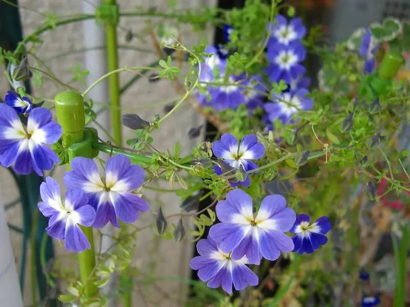 Blue Hanging Nasturtium Flower seeds for Planting - Low Maintenance, Heirloom & GMO Free Seeds for Home Garden