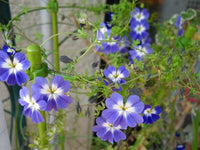 Blue Hanging Nasturtium Flower seeds for Planting - Low Maintenance, Heirloom & GMO Free Seeds for Home Garden