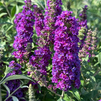 Violet Buddleja Flower seeds for Planting - Bright Blooms, Heirloom & GMO Free Seeds for Home Garden