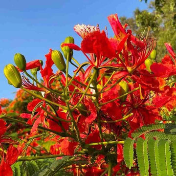 Flamboyant Flower seeds for Planting - Seasonal Bloomer, Heirloom & GMO Free Seeds for Home Garden
