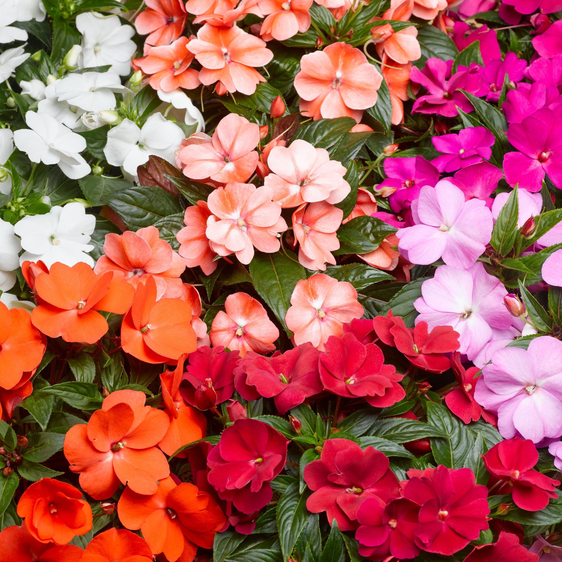 Impatiens Accent Premium-Mix Seeds for Planting flower bed