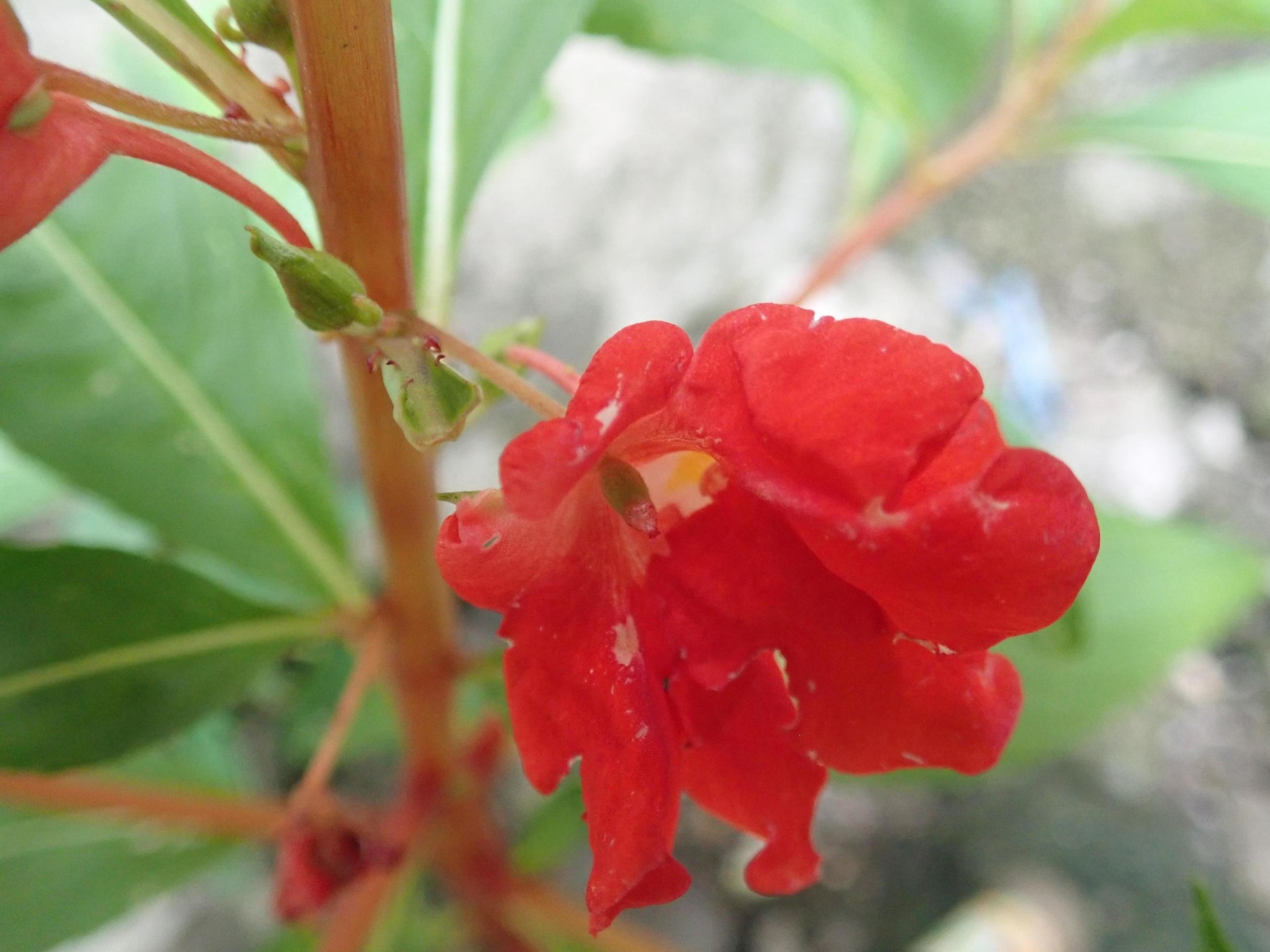 Impatiens Balsamine Flower seeds for Planting Vibrant Colors Heirloom & GMO Free Seeds for Home Garden