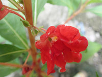 Impatiens Balsamine Flower seeds for Planting Vibrant Colors Heirloom & GMO Free Seeds for Home Garden