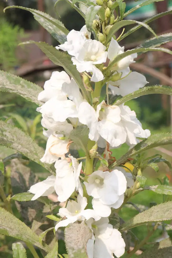 White Balsamine Flower seeds for Planting - Drought Tolerant, Heirloom & GMO Free Seeds for Home Garden