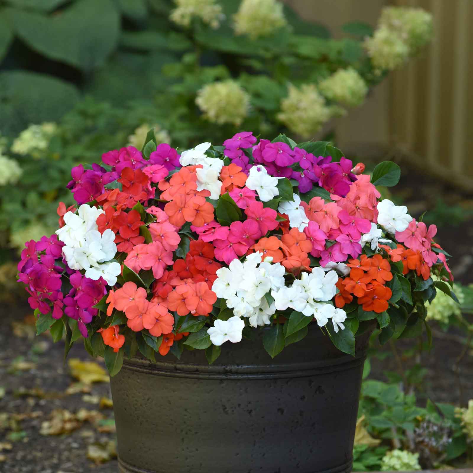 Guinea Mix Planting Seeds - Brighten Your Garden with Colorful Flowers