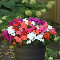 Guinea Mix Planting Seeds - Brighten Your Garden with Colorful Flowers