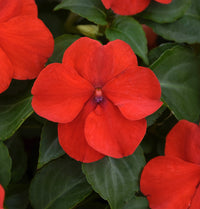 Impatiens Flower seeds for Planting Perfect for Borders Heirloom & GMO Free Seeds for Home Garden 
 
 Sale