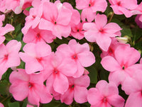Impatiens Mix Flower Seeds for Planting - Vibrant Annual Flower Seeds for Shaded Gardens