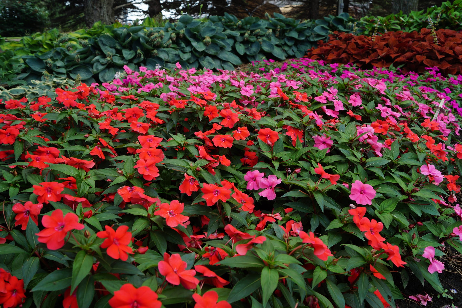 Impatiens Flower seeds for Planting Wildflower Mix Heirloom & GMO Free Seeds for Home Garden