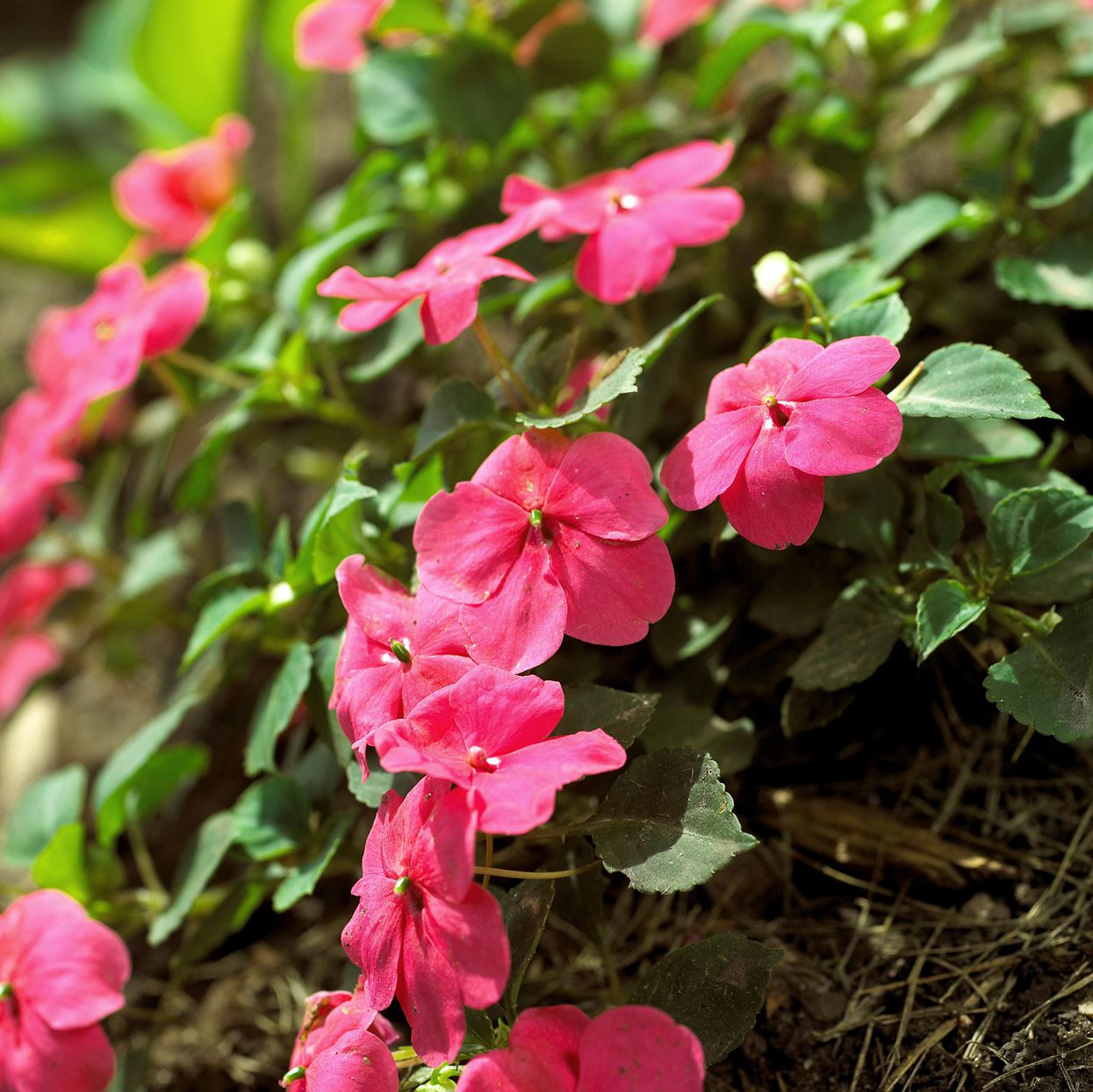 Impatiens Flower seeds for Planting Wildflower Mix Heirloom & GMO Free Seeds for Home Garden