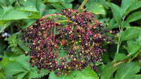 Improved cultivar mix elderberry seeds growing into healthy ornamental shrub