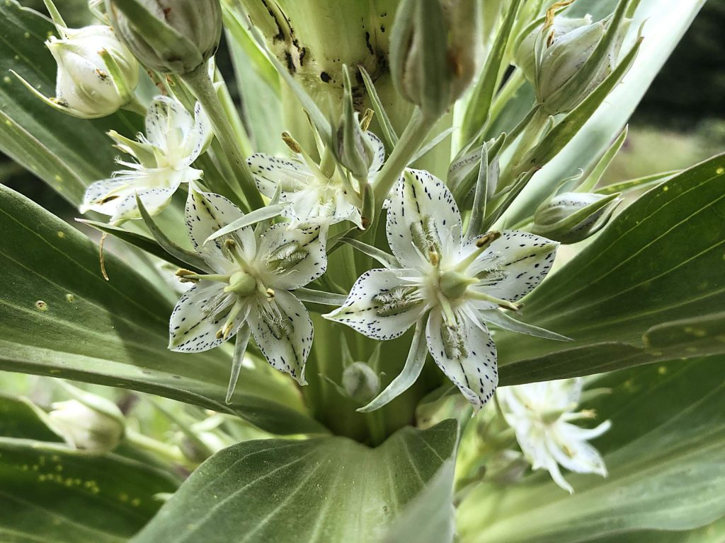 Green and White Mountain Flower Seeds: Essential Planting