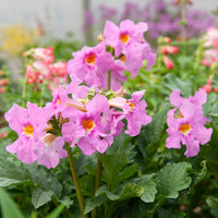 Pink Incarvillea Flower seeds for Planting - Low Maintenance, Heirloom & GMO Free Seeds for Home Garden