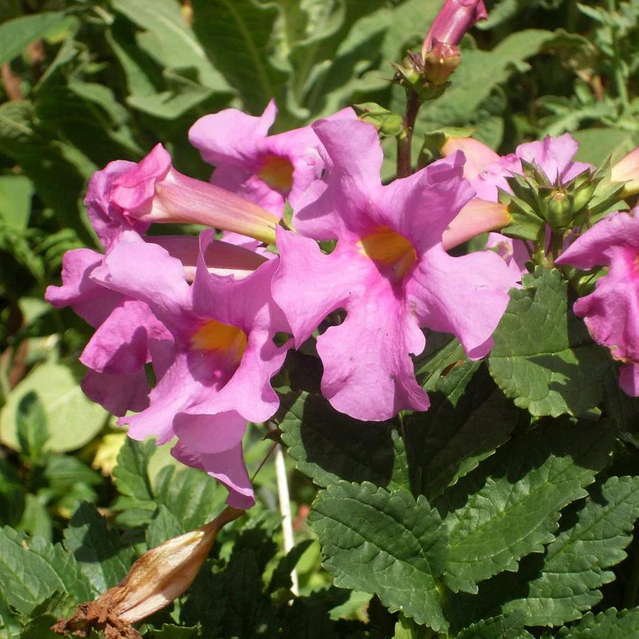 Incarvillea Delavayi Flower seeds for Planting - Shade Tolerant, Heirloom & GMO Free Seeds for Home Garden