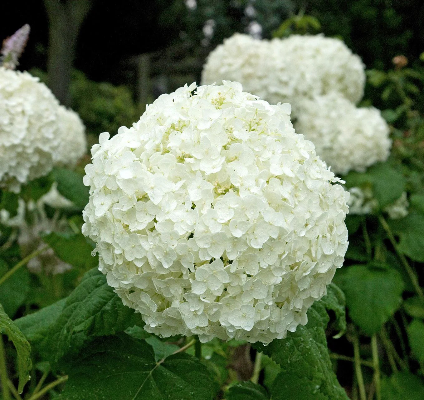 Green White Hydrangea Flower seeds for Planting Fragrant Blossoms Heirloom & GMO Free Seeds for Home Garden 
 
 Sale