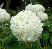 Green White Hydrangea Flower seeds for Planting Fragrant Blossoms Heirloom & GMO Free Seeds for Home Garden 
 
 Sale