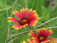 Indian Blanket Flower seeds for Planting Garden Favorite Heirloom & GMO Free Seeds for Home Garden
