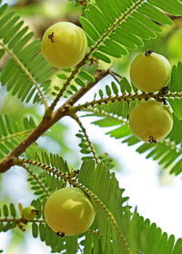 Indian gooseberry tree small yellow-green flowers
