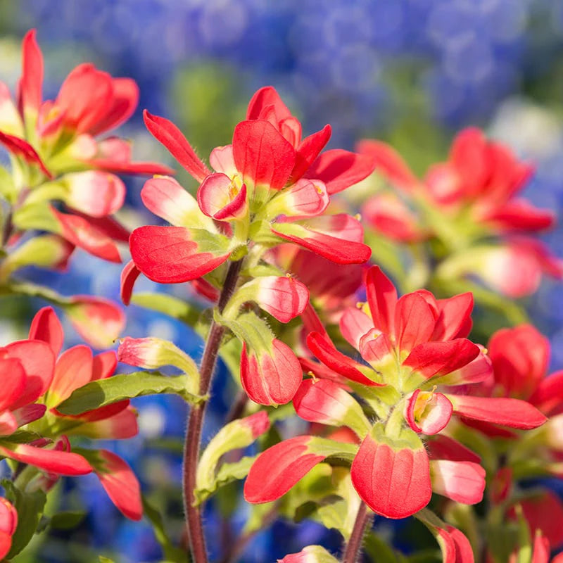 Castilleja Coccinea Seeds for Planting in Wildflower Garden and Meadow
