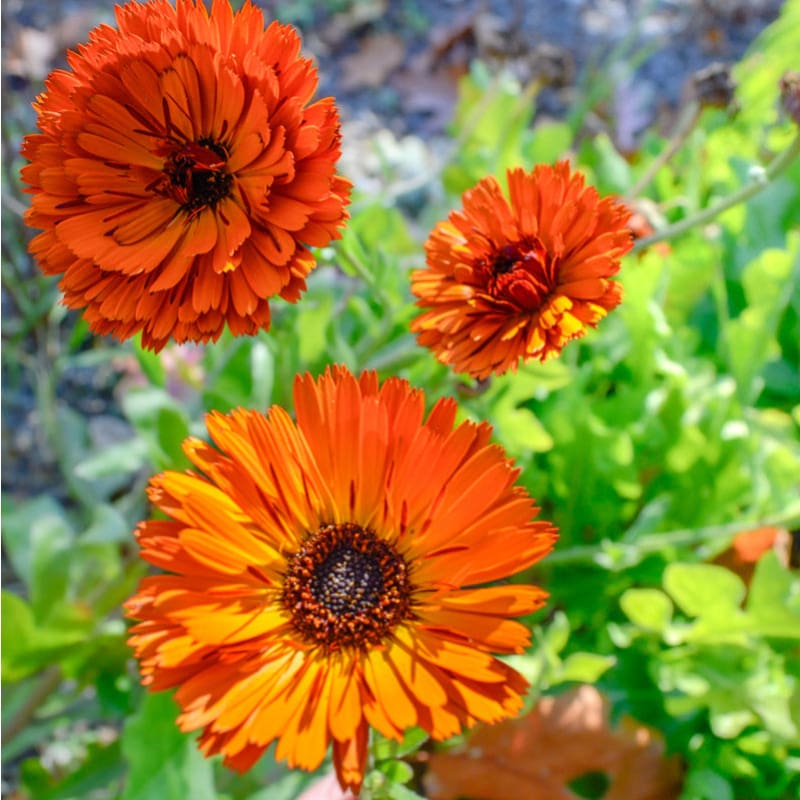Red Calendula Flower seeds for Planting - Colorful Display, Heirloom & GMO Free Seeds for Home Garden