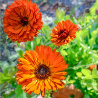 Red Calendula Flower seeds for Planting - Colorful Display, Heirloom & GMO Free Seeds for Home Garden