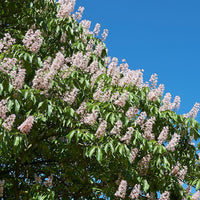 Horse Chestnut Flower seeds for Planting Compact Growth Heirloom & GMO Free Seeds for Home Garden