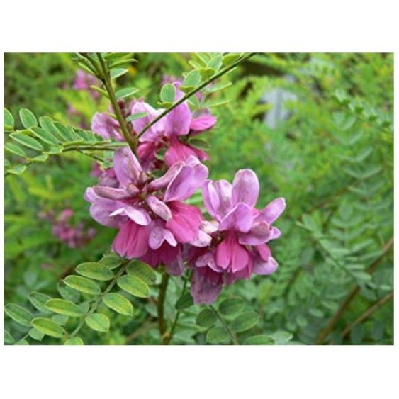Indigo ornamental shrub foliage grown from seeds