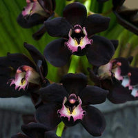 Black Orchid growing in indoor pots