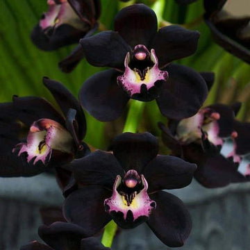Black Orchid growing in indoor pots