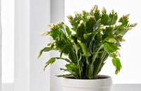 Indoor Schlumbergera cactus blooming with vibrant flowers