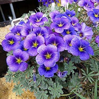 Indoor Blue Oxalis Laciniata Planter