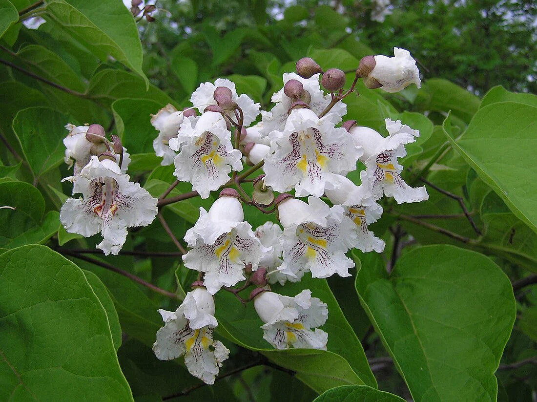 Indoor Catalpa Flower Seeds