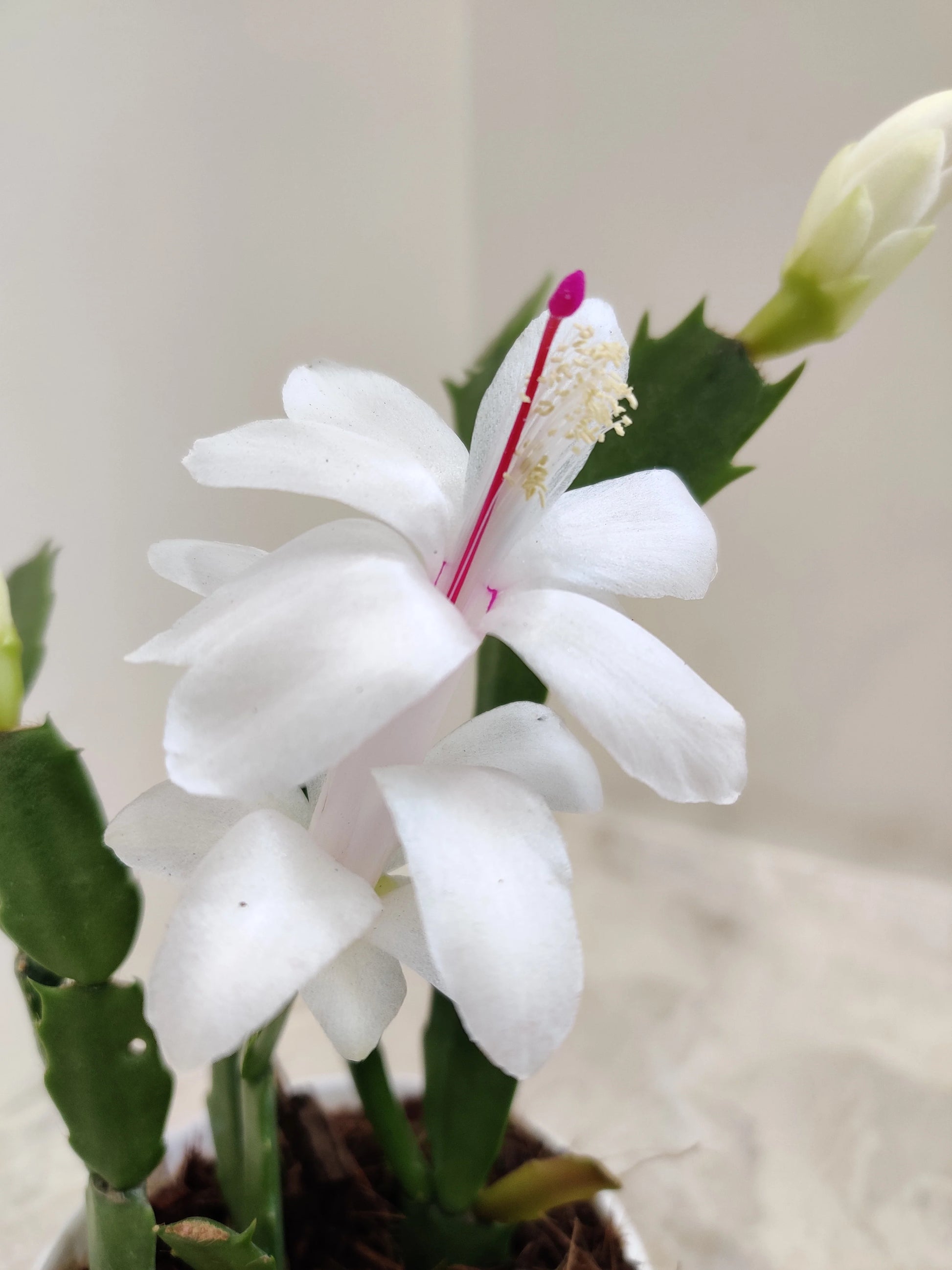 White Schlumbergera Flower Planting for Graceful Indoor Decor - Seed for Gorgeous Blossoms Throughout the Year