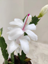 White Schlumbergera Flower Planting for Graceful Indoor Decor - Seed for Gorgeous Blossoms Throughout the Year