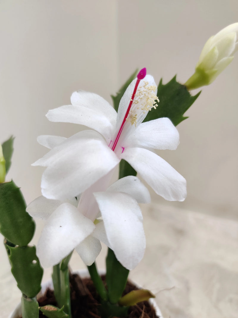 White Schlumbergera Flower Planting for Graceful Indoor Decor - Seed for Gorgeous Blossoms Throughout the Year