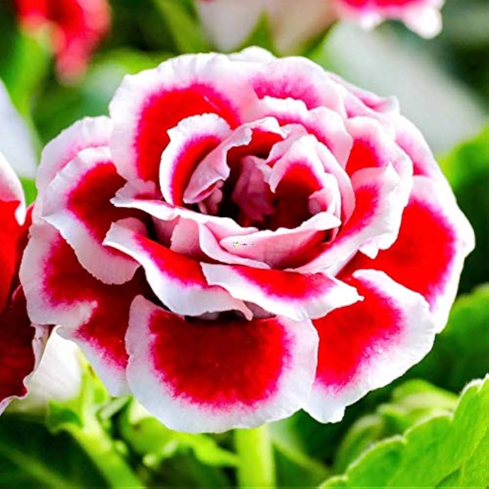 Indoor Display of Red and White Gloxinia Flowers