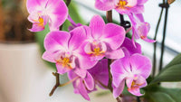 Indoor Orchid Plant with Pink Blooms