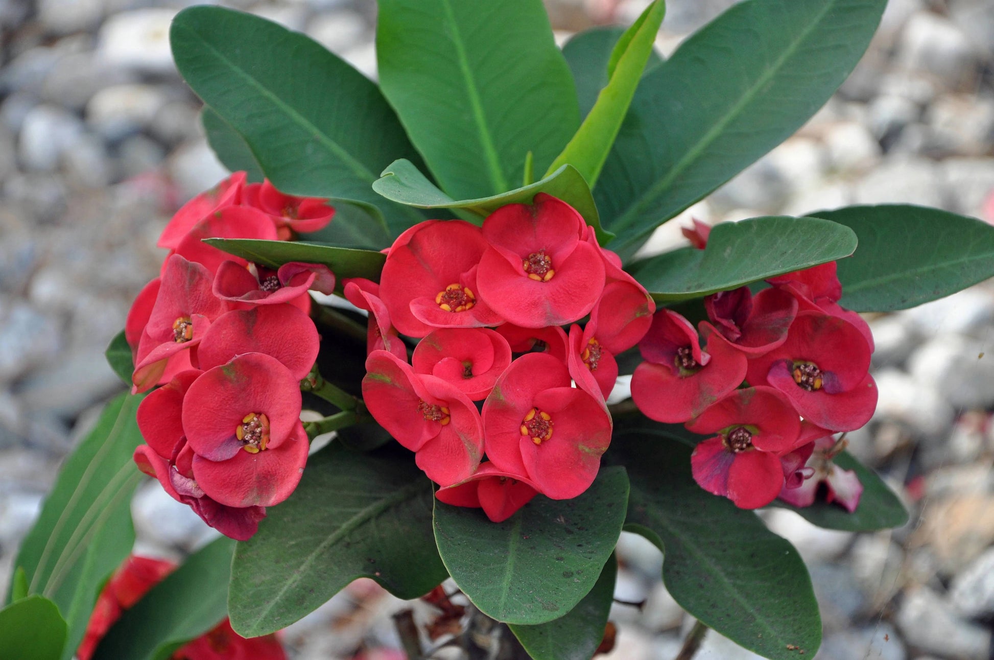 Indoor planting SHENOT seeds euphorbia milii garden