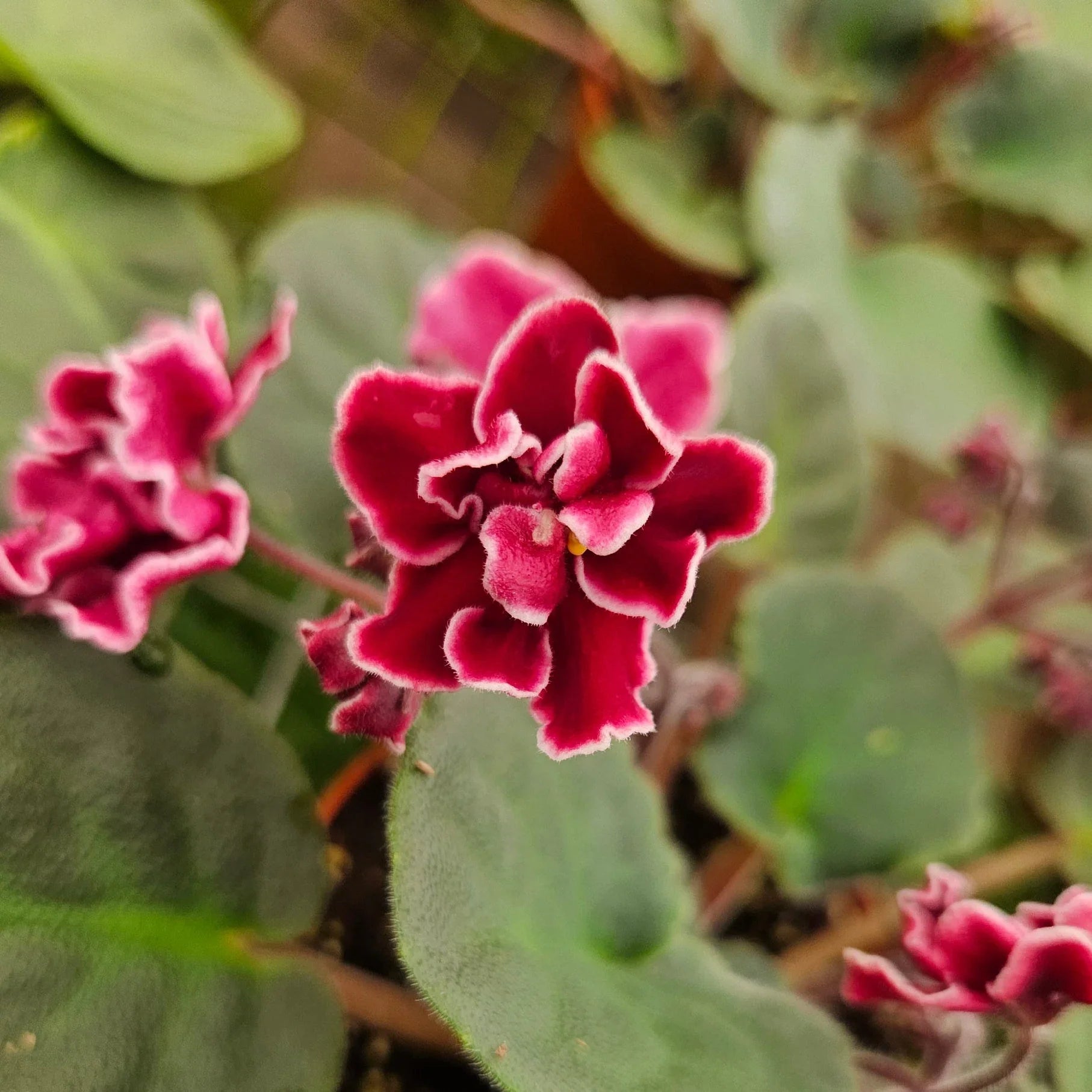 Indoor Red Saintpaulia Flower Seeds