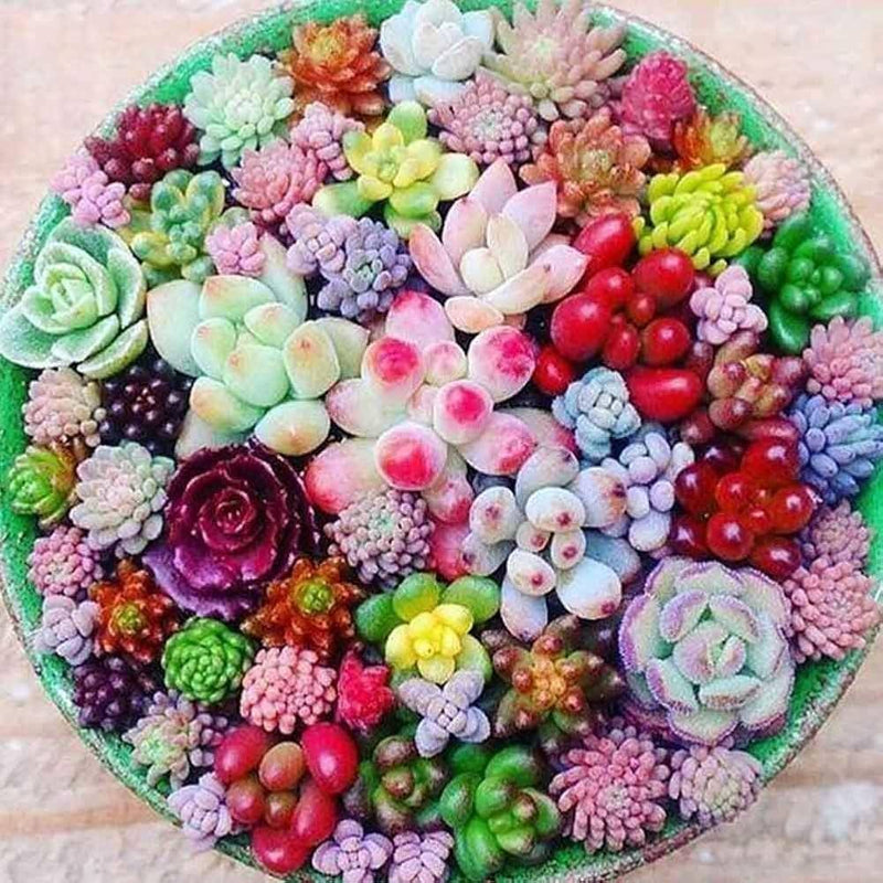 Indoor Succulent Garden from Seeds