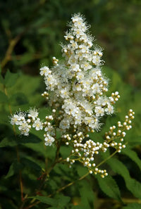 White Sumac Flower seeds for Planting - Drought Tolerant, Heirloom & GMO Free Seeds for Home Garden